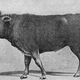 Image for article titled The Nazi breeding program that resurrected an extinct species